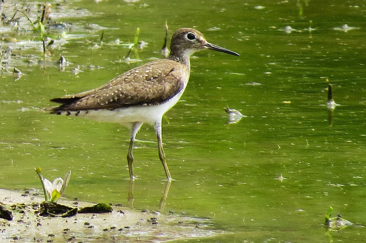 Solitary Sandpiper - ML624954766