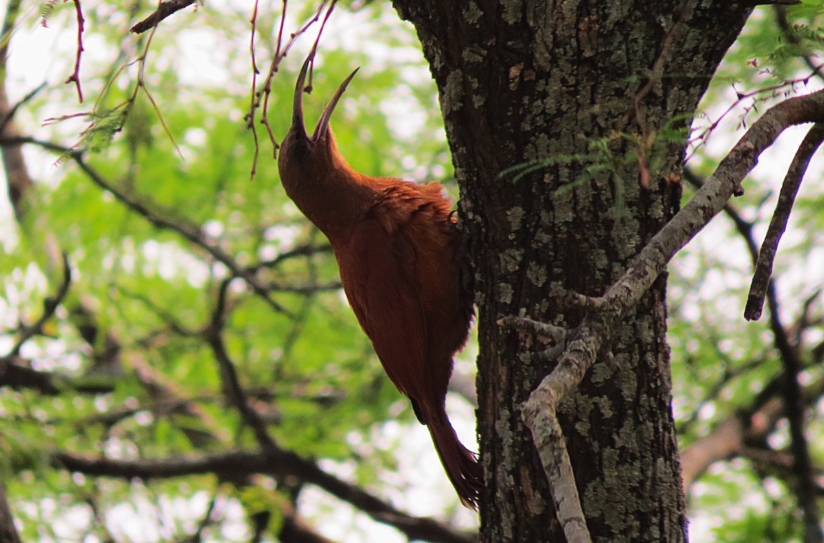 Great Rufous Woodcreeper - ML624954784