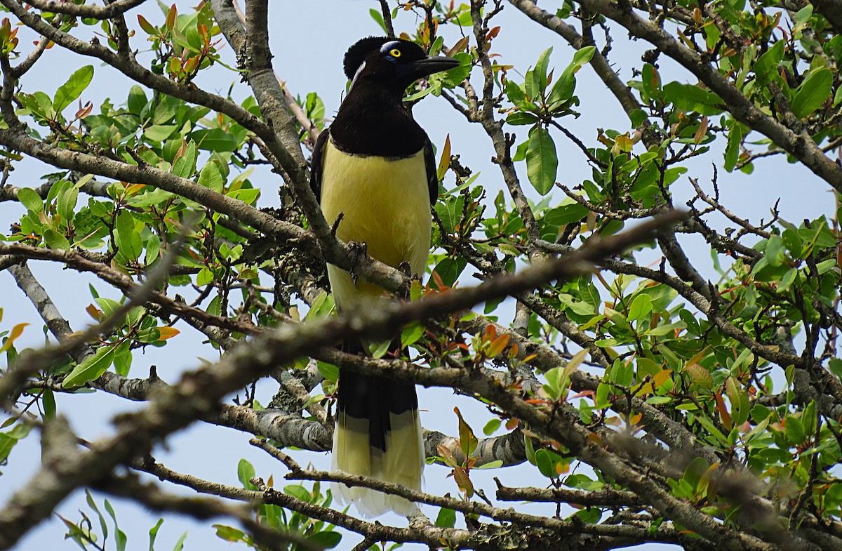 Plush-crested Jay - ML624954806