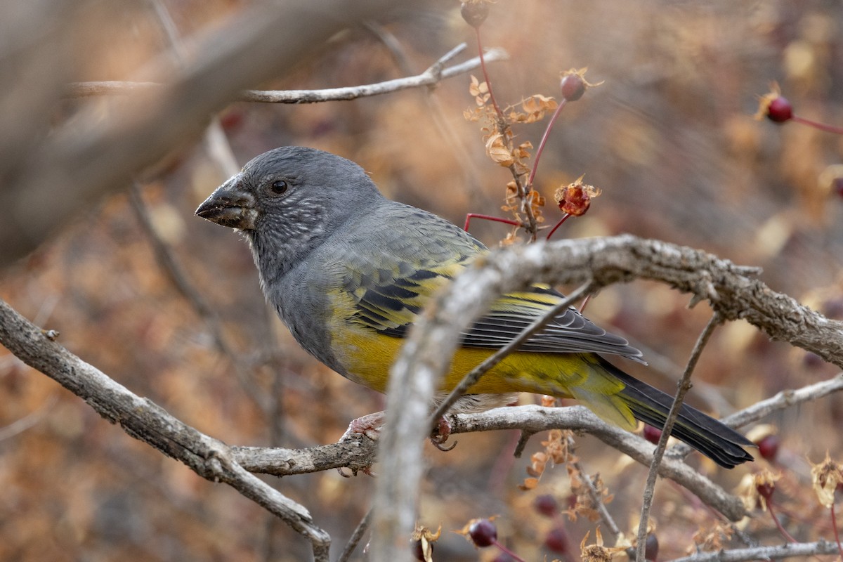 White-winged Grosbeak - ML624954823