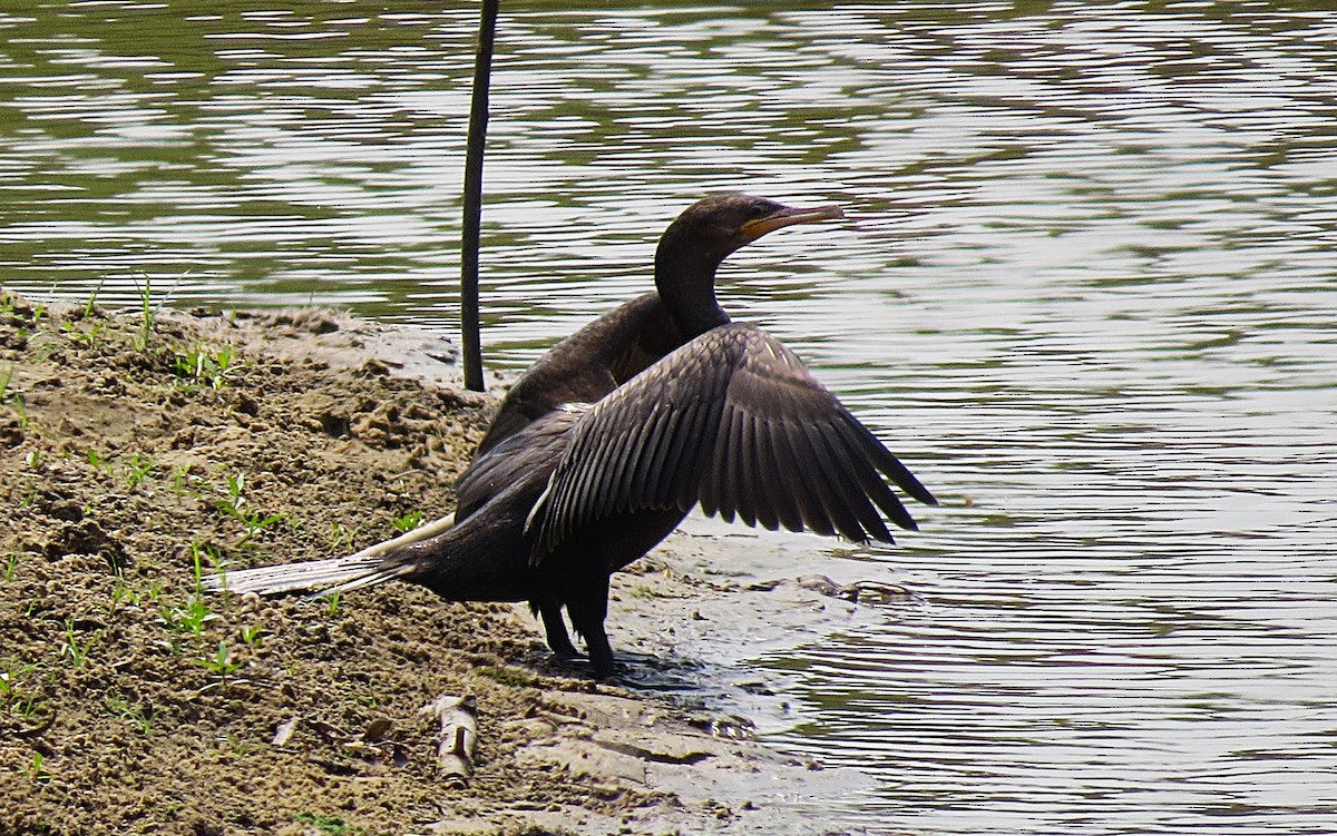 Neotropic Cormorant - ML624954908