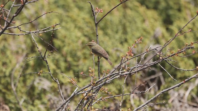 Tickell's Leaf Warbler (Alpine) - ML624954910