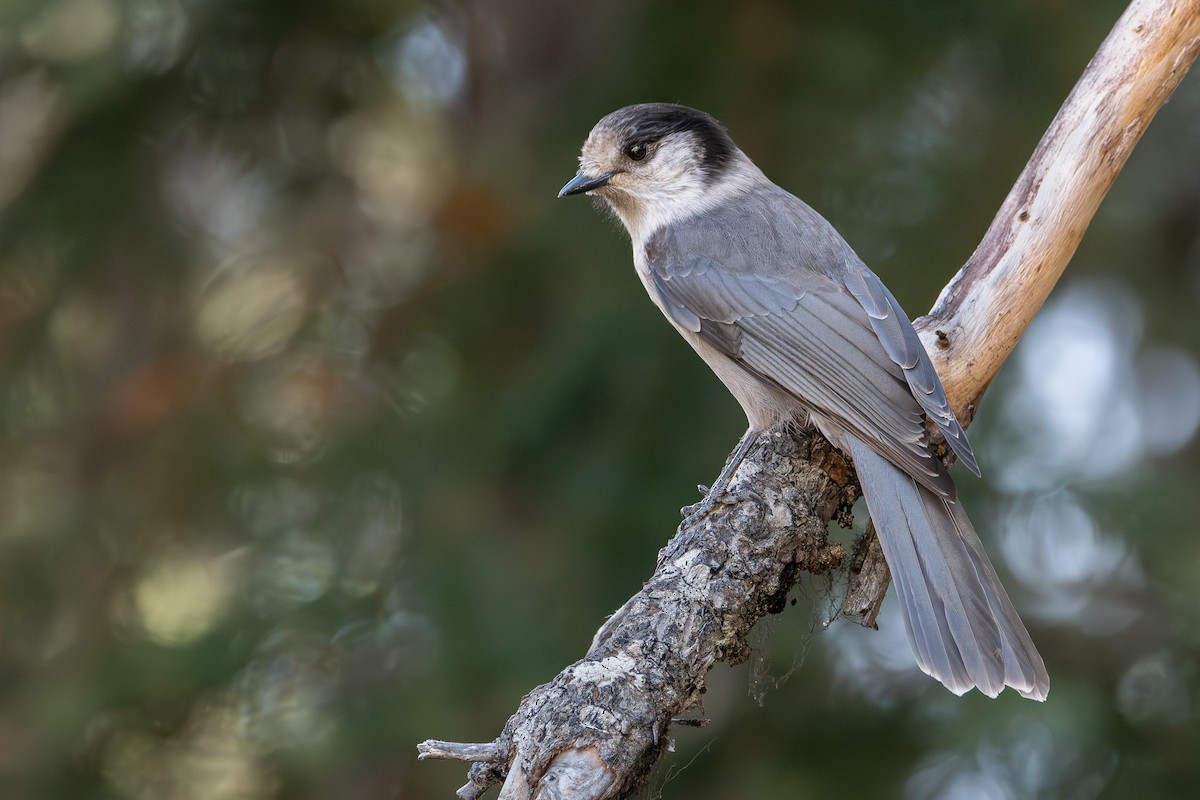 Canada Jay - ML624955050