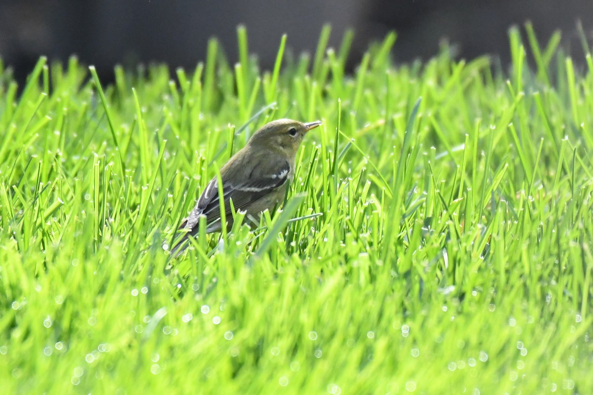 svarthetteparula - ML624955105