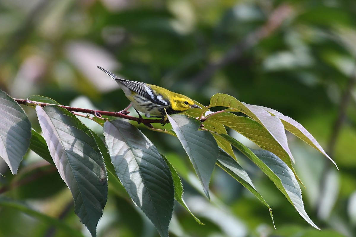 grønnparula - ML624955112