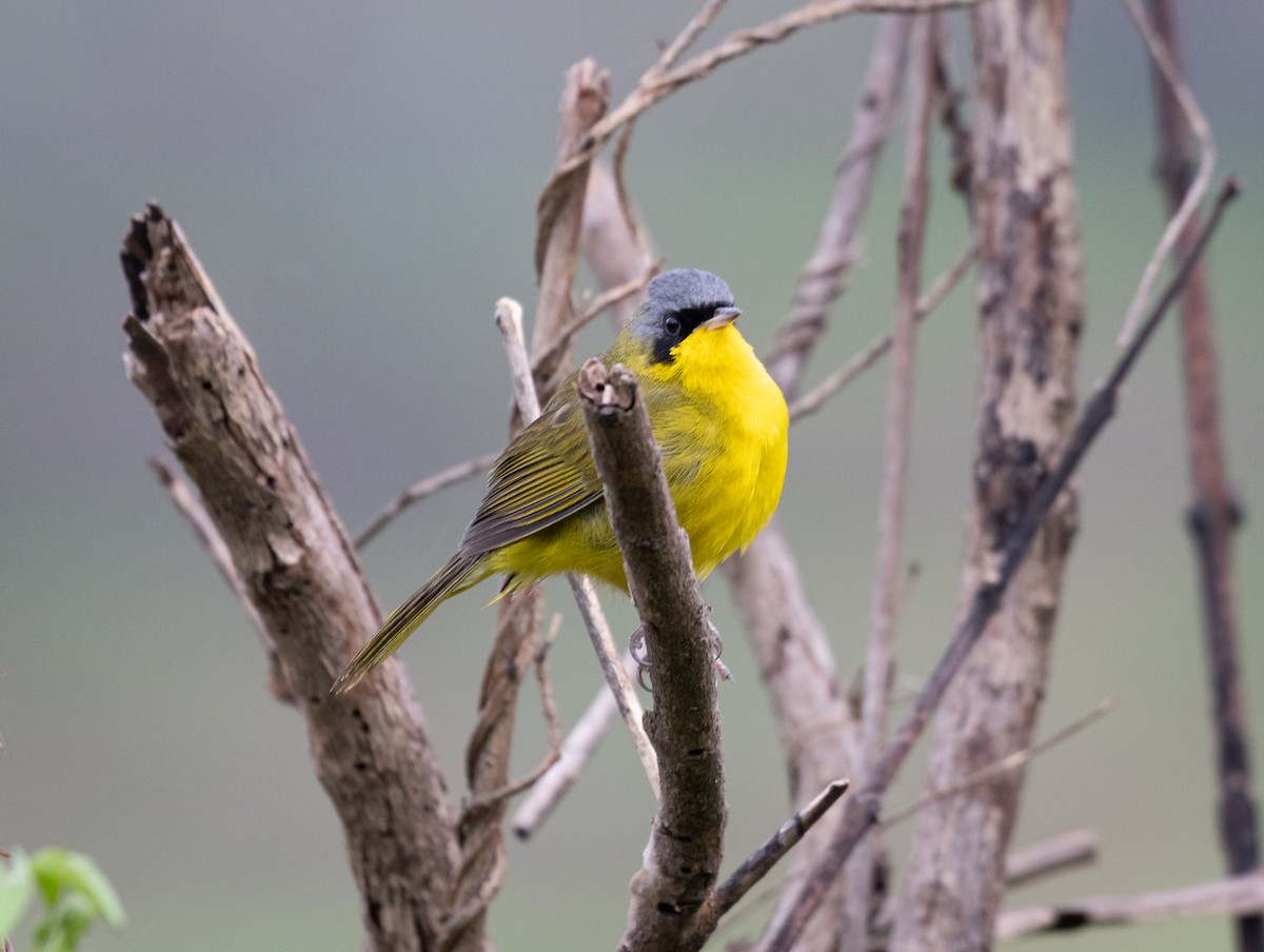 Southern Yellowthroat - ML624955385