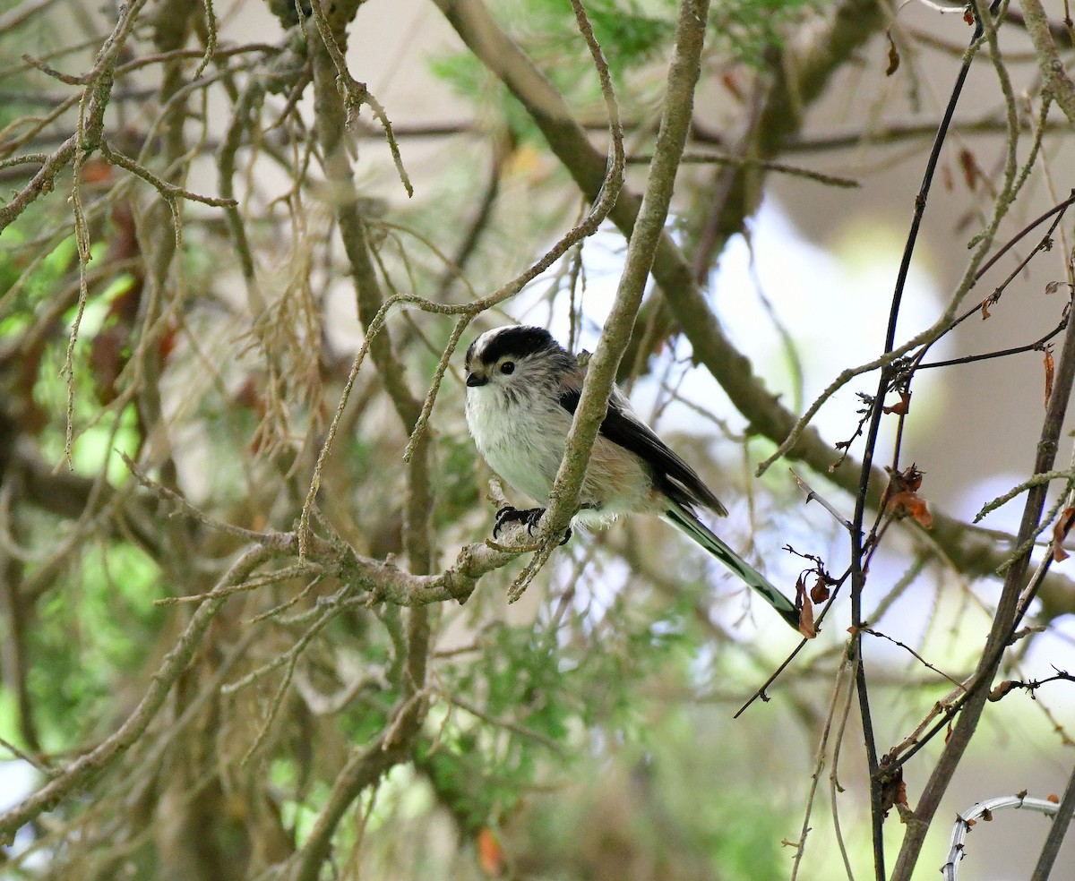 Long-tailed Tit - ML624955392