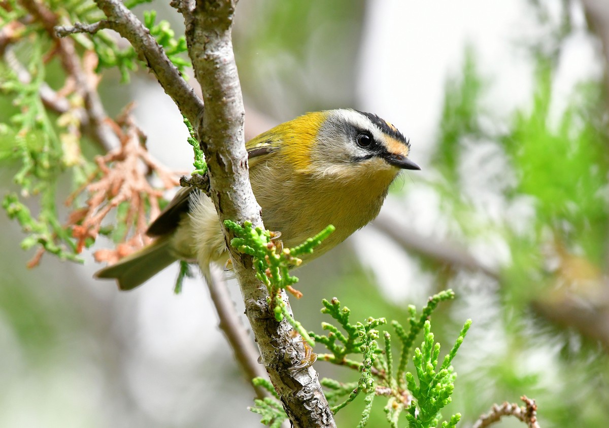 Common Firecrest - ML624955415