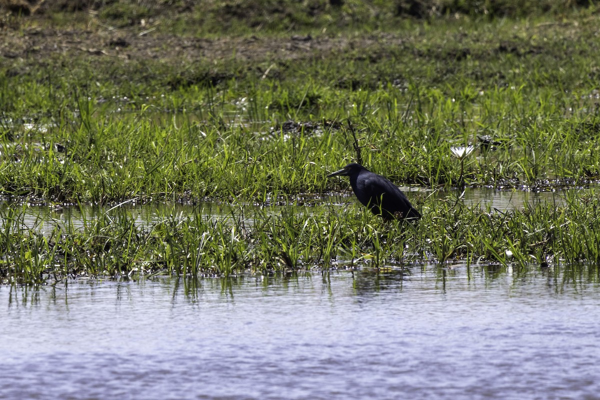 Rufous-bellied Heron - ML624955421