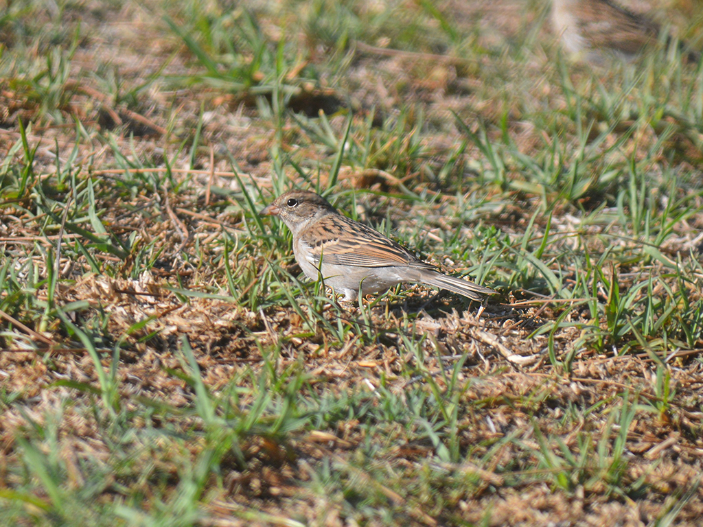 Chipping Sparrow - ML624955651