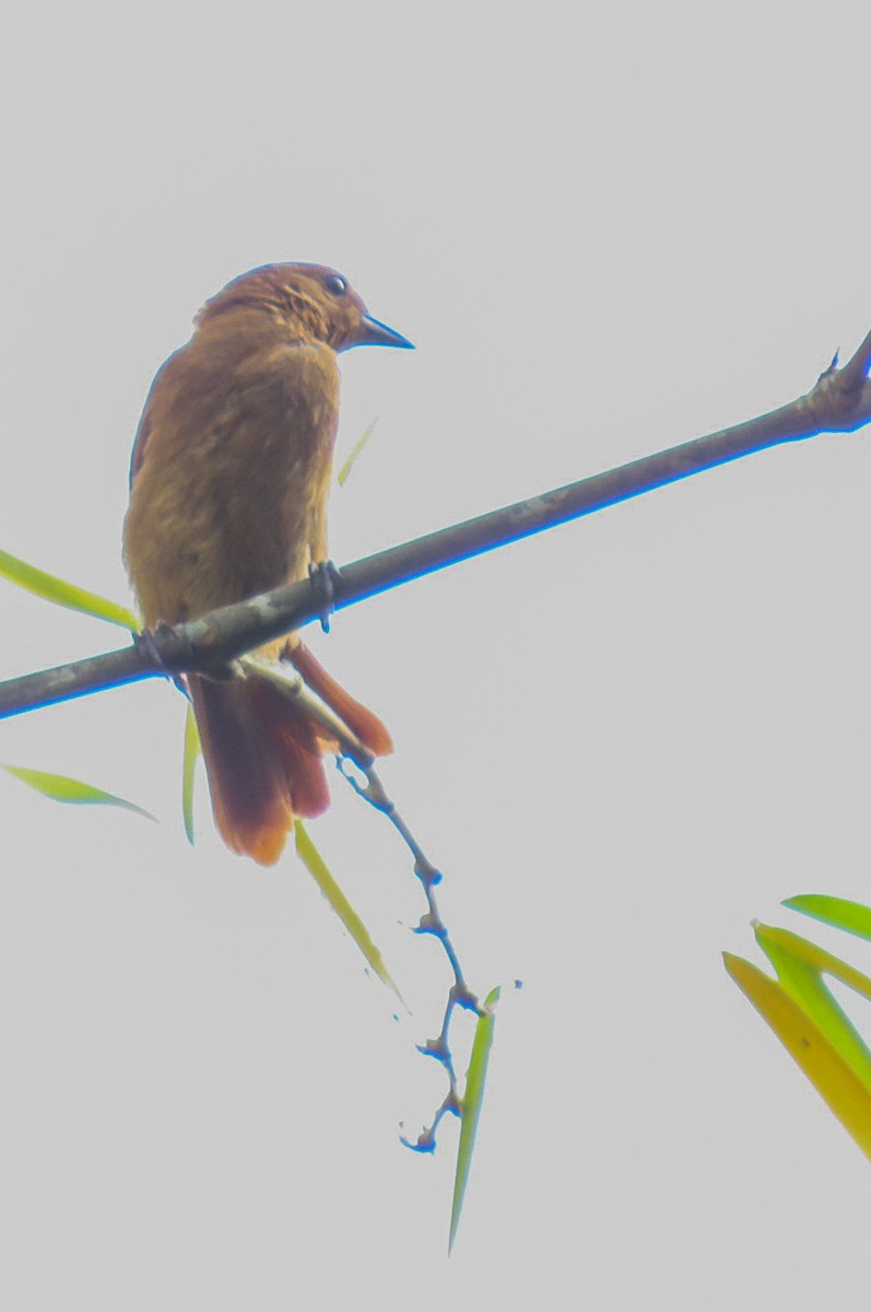White-lined Tanager - ML624955953