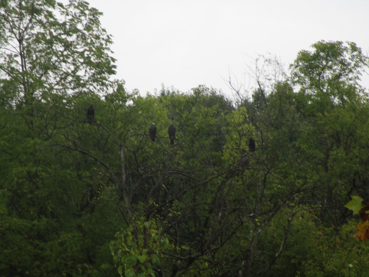 Turkey Vulture - ML624956022