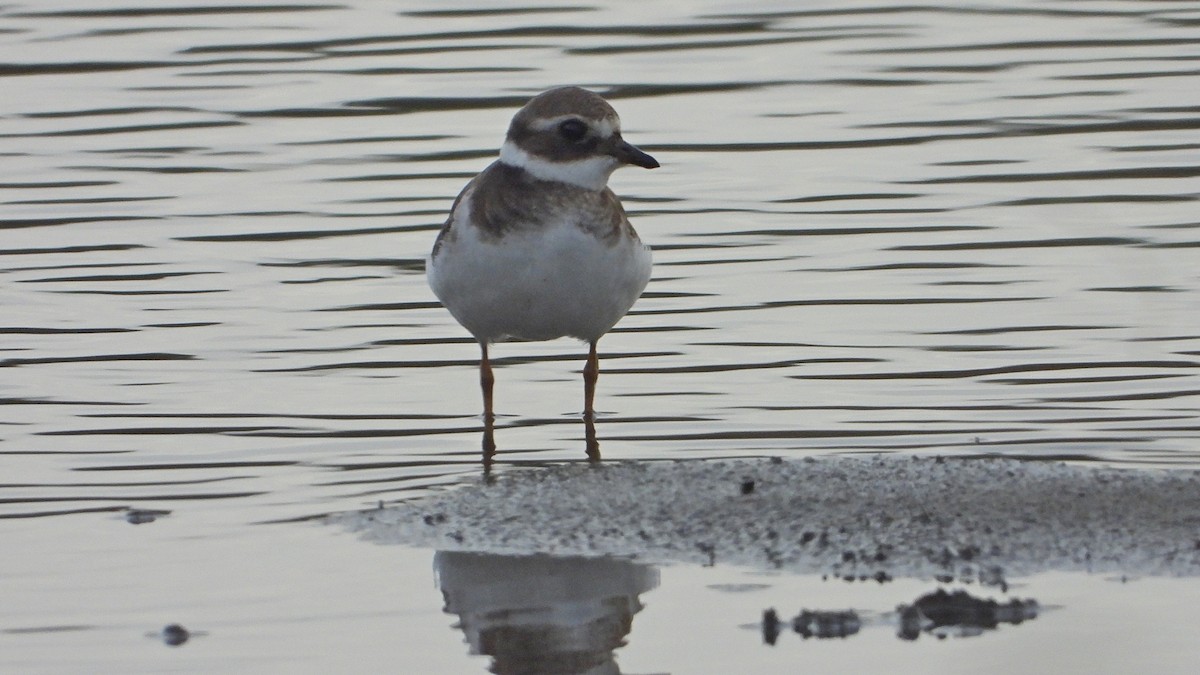 Common Ringed Plover - ML624956024