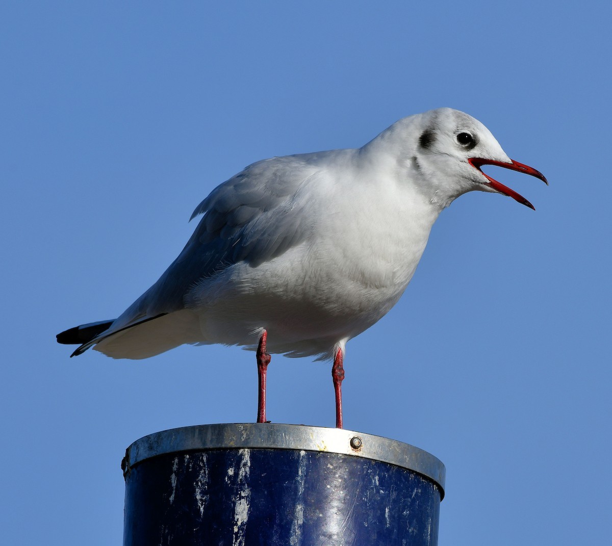 Black-headed Gull - ML624956221