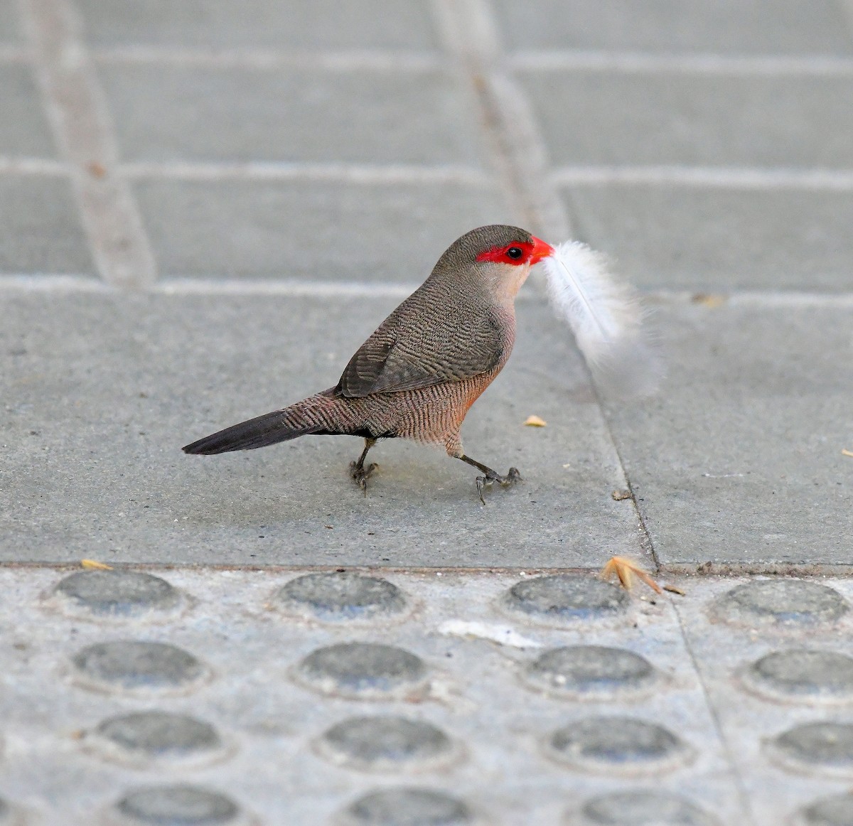 Common Waxbill - ML624956288