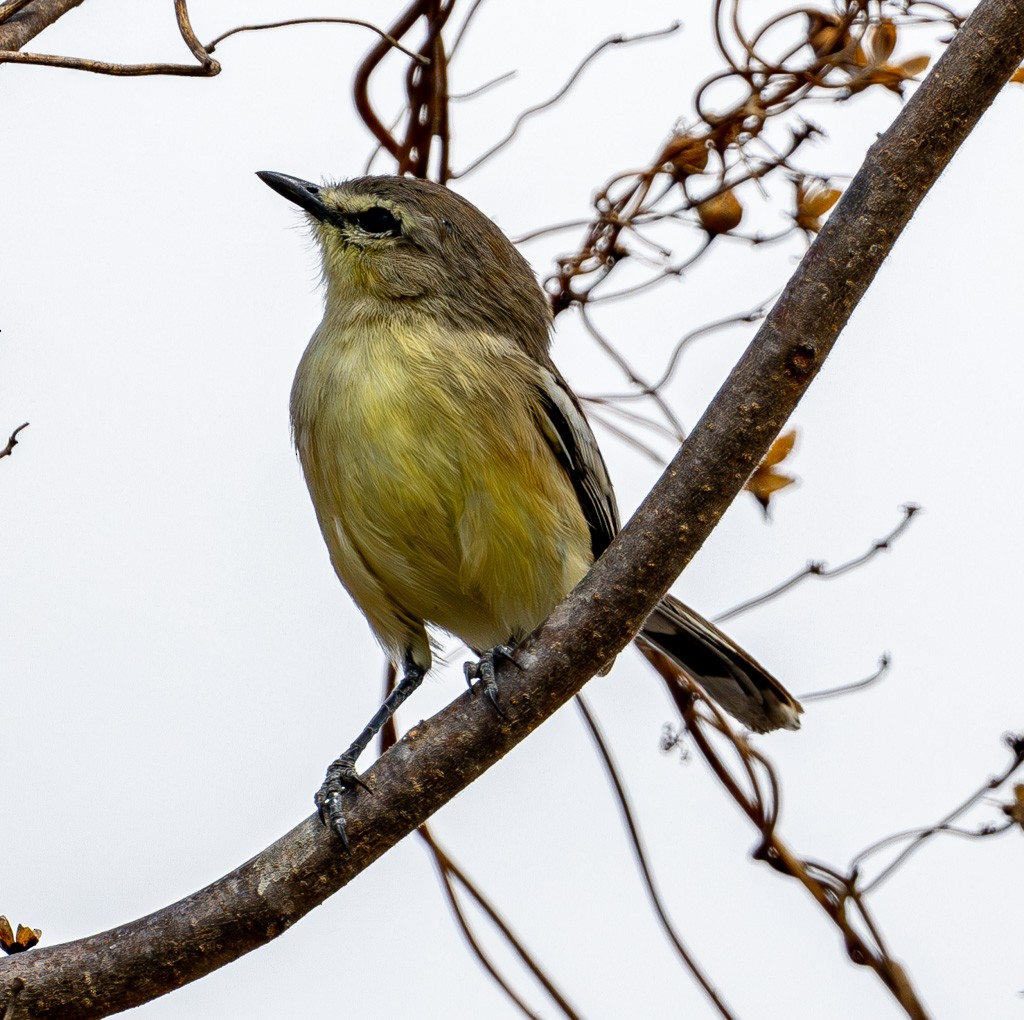 Bahia Wagtail-Tyrant - ML624956370