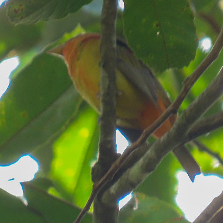 Summer Tanager - ML624956421
