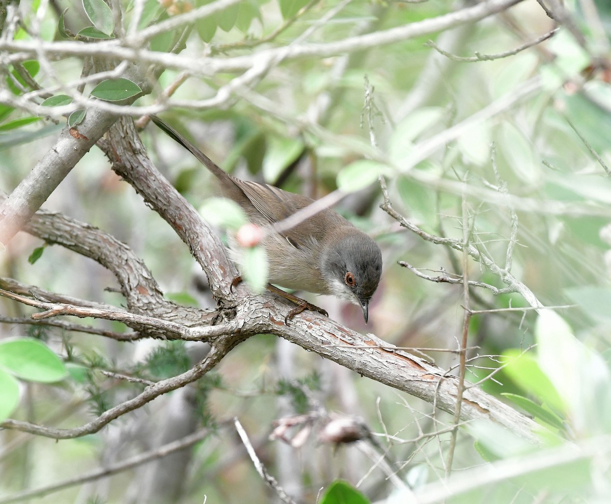 Sardinian Warbler - ML624956422