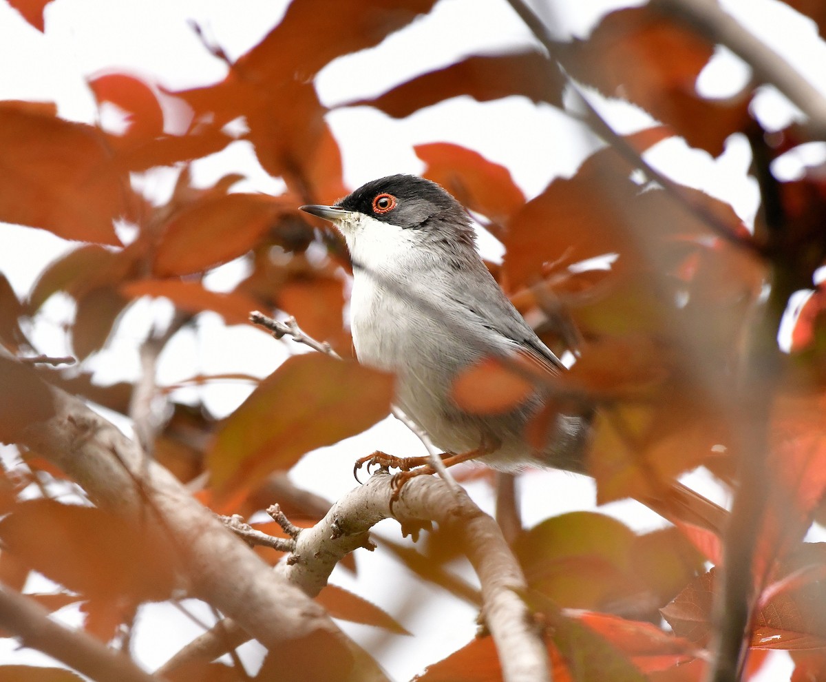 Sardinian Warbler - ML624956427