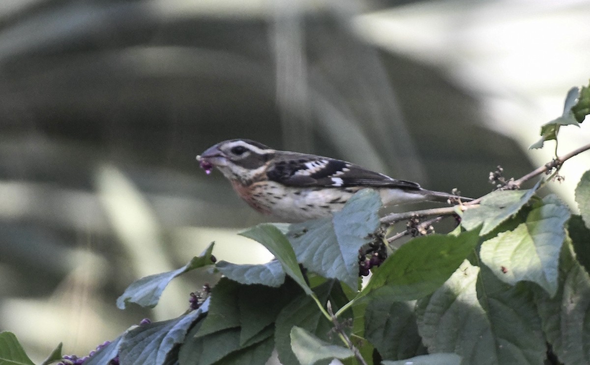 Rose-breasted Grosbeak - Lorri Lilja