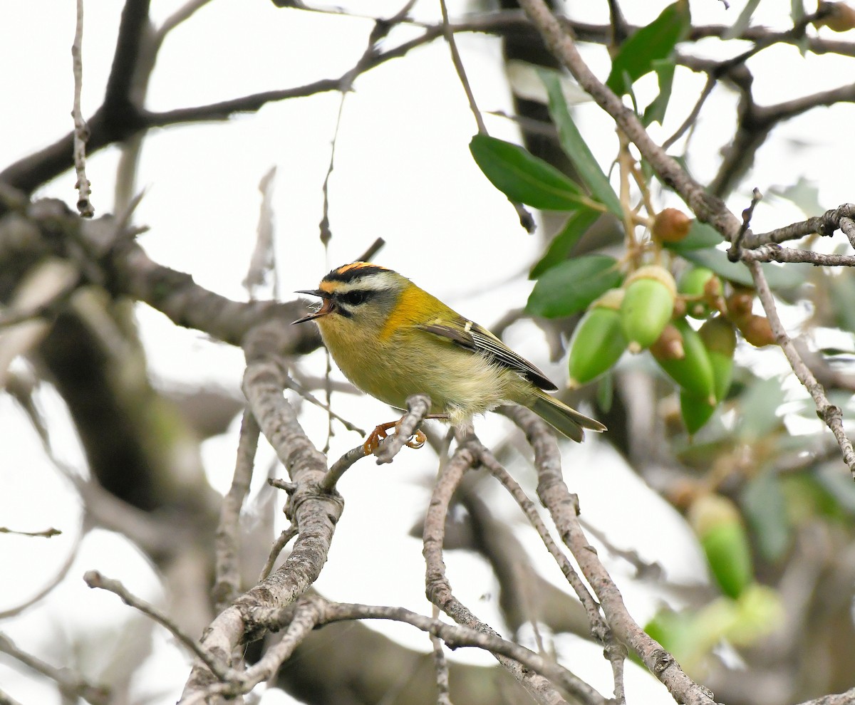 Common Firecrest - ML624956462