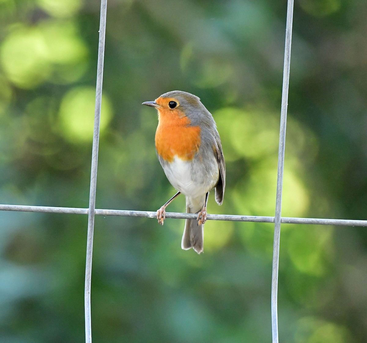 European Robin - ML624956629