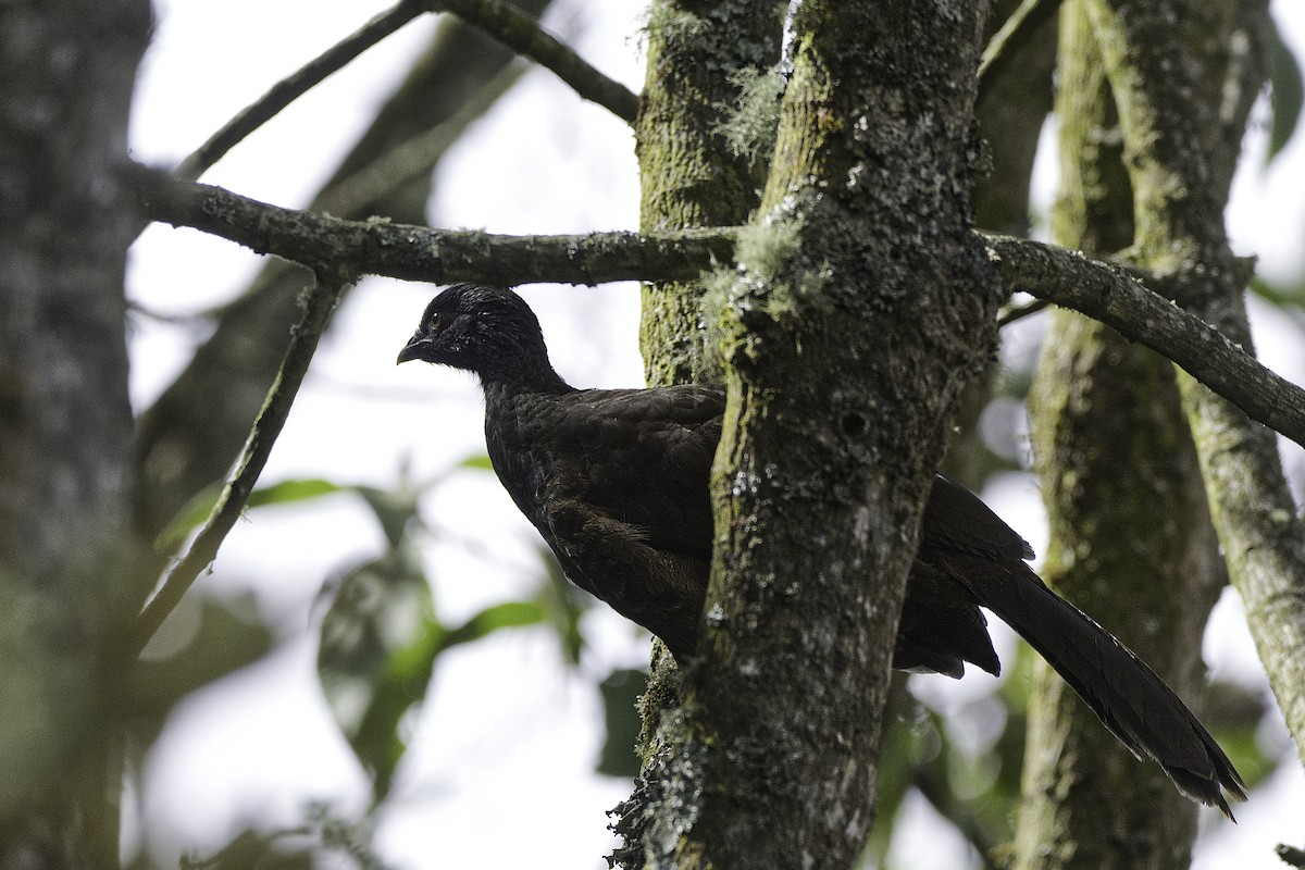 Andean Guan - ML624956739