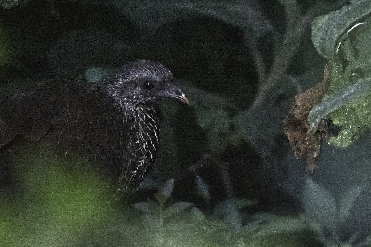 Andean Guan - Manuel Corradine