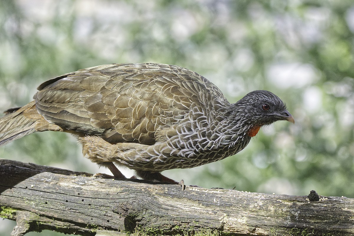 Andean Guan - ML624956741