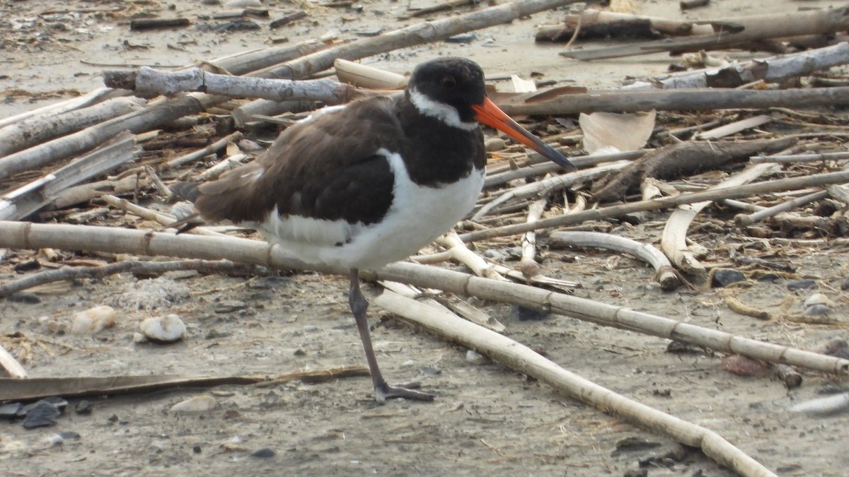 Eurasian Oystercatcher - ML624956769