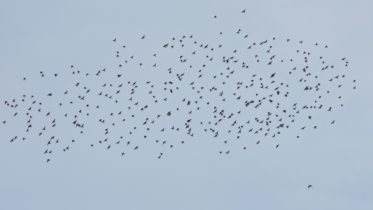 Spotless Starling - ML624956845
