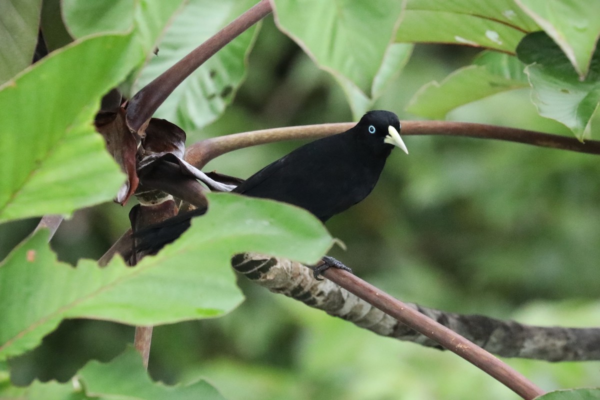 Scarlet-rumped Cacique - ML624956858