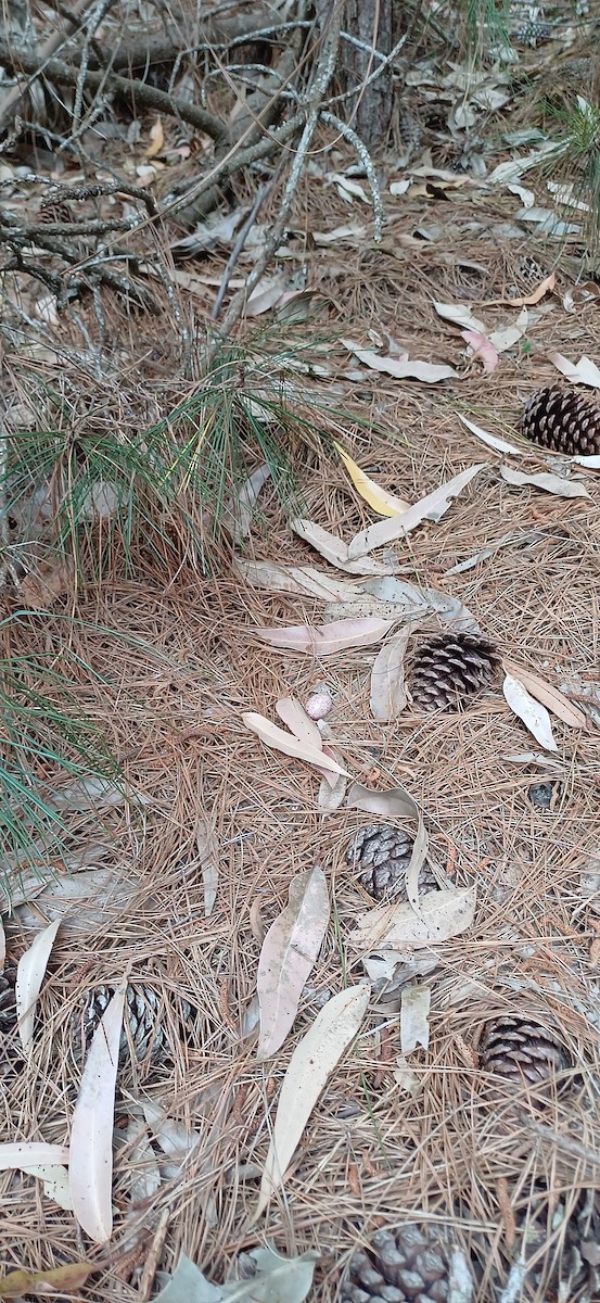 Scissor-tailed Nightjar - ML624956884