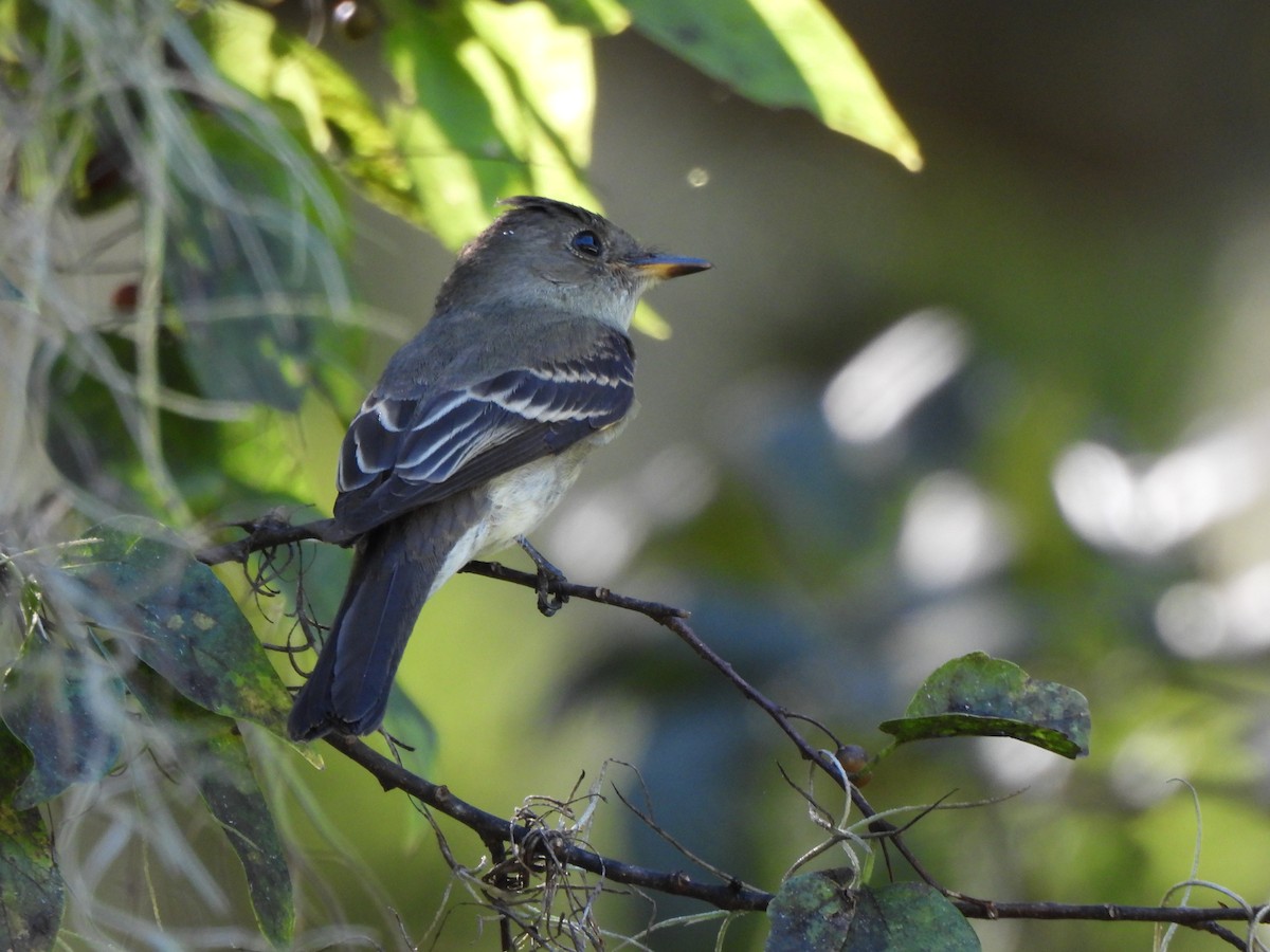 Eastern Phoebe - ML624956947
