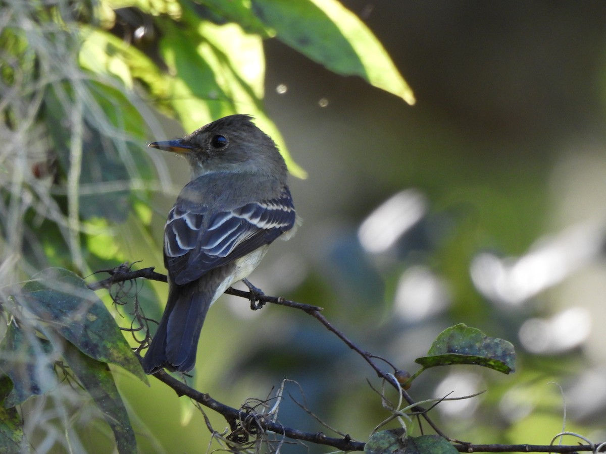 Eastern Phoebe - ML624956954
