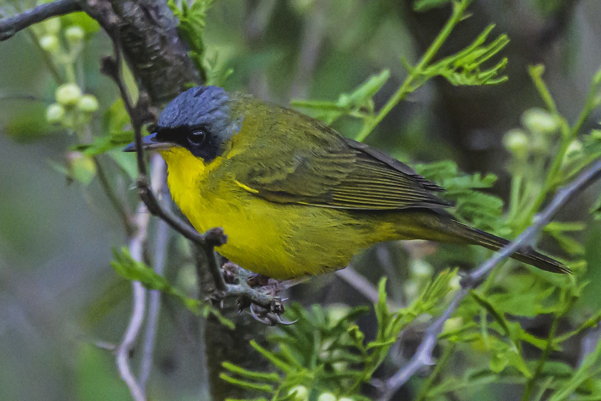 Southern Yellowthroat - ML624957027