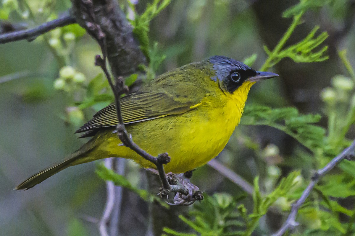 Southern Yellowthroat - ML624957031