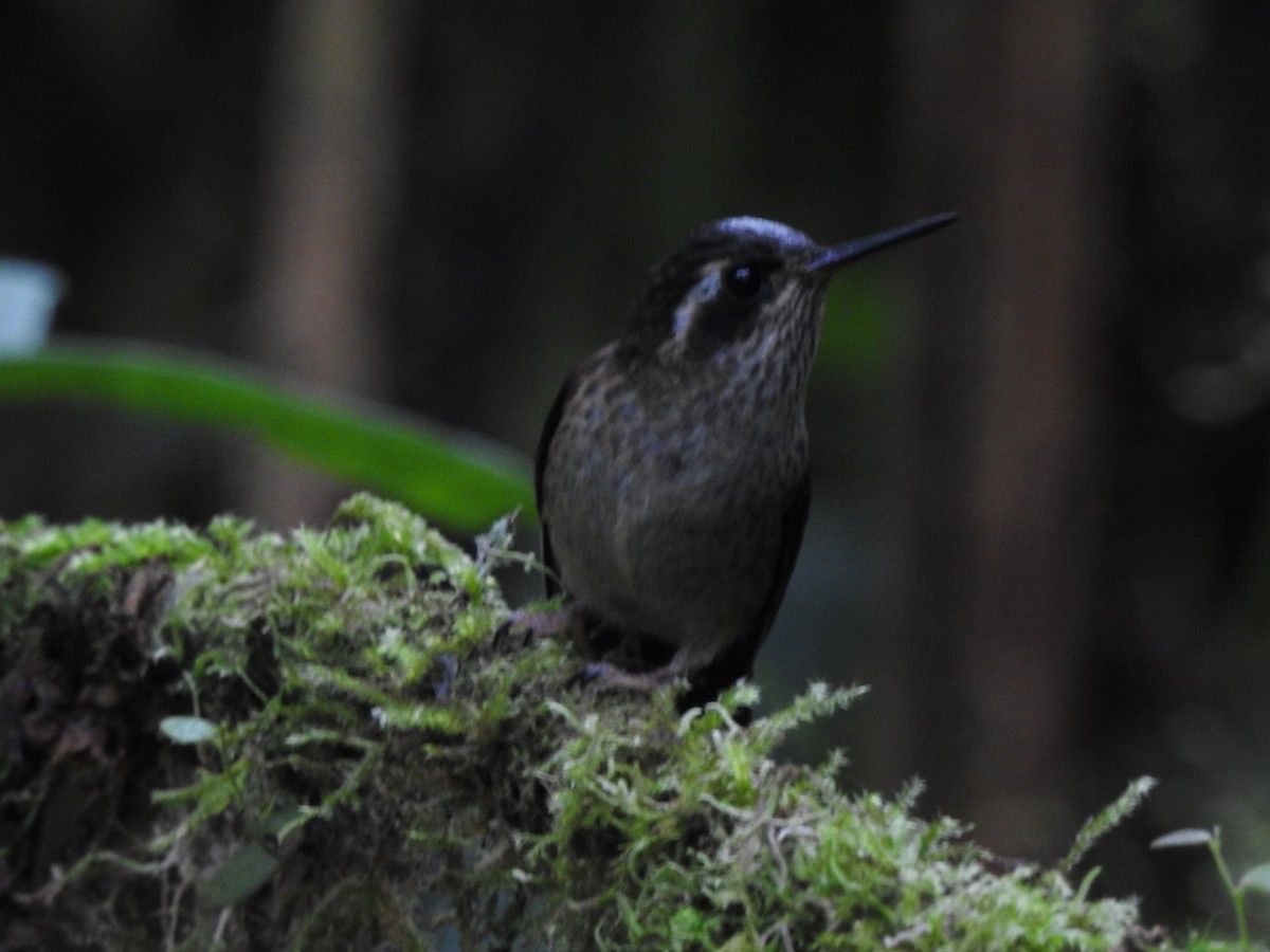 Speckled Hummingbird - ML624957057