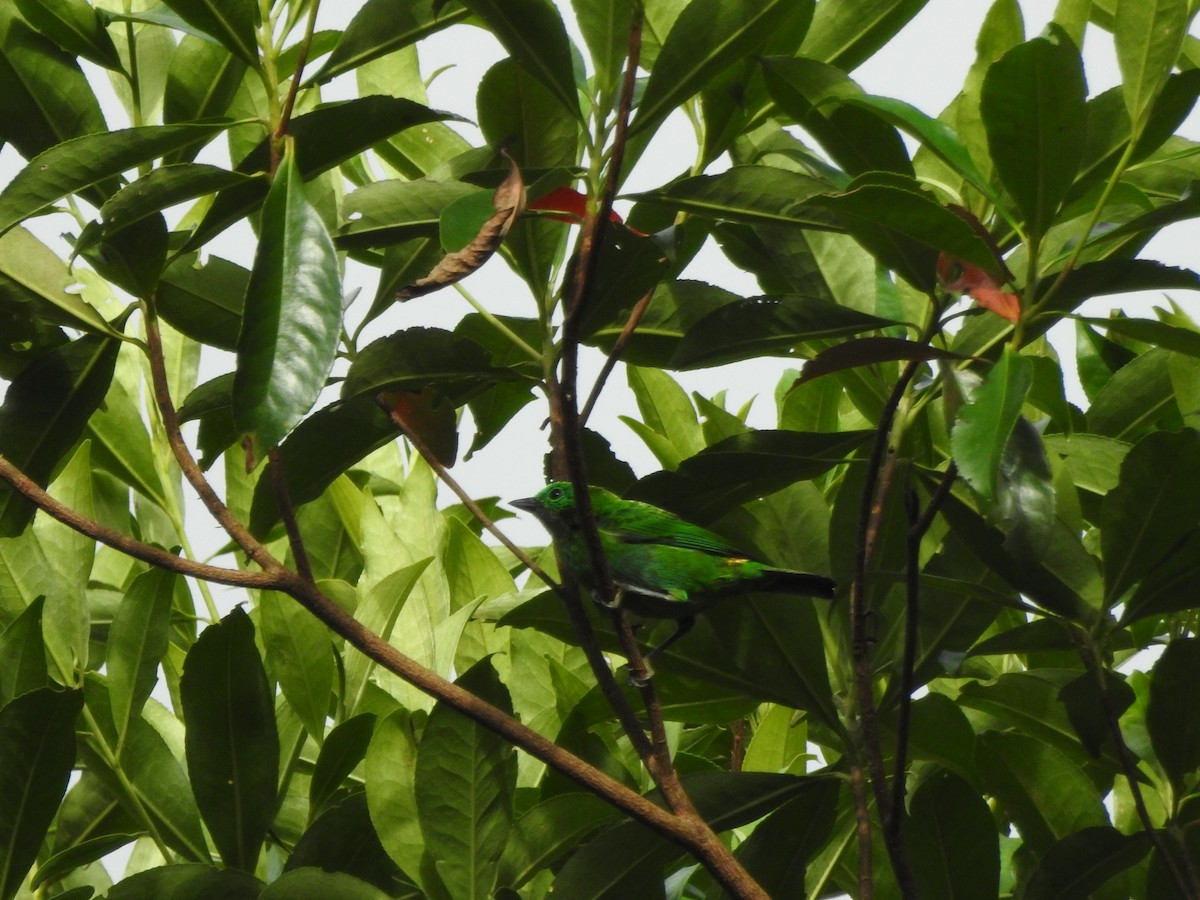 Orange-eared Tanager - ML624957098