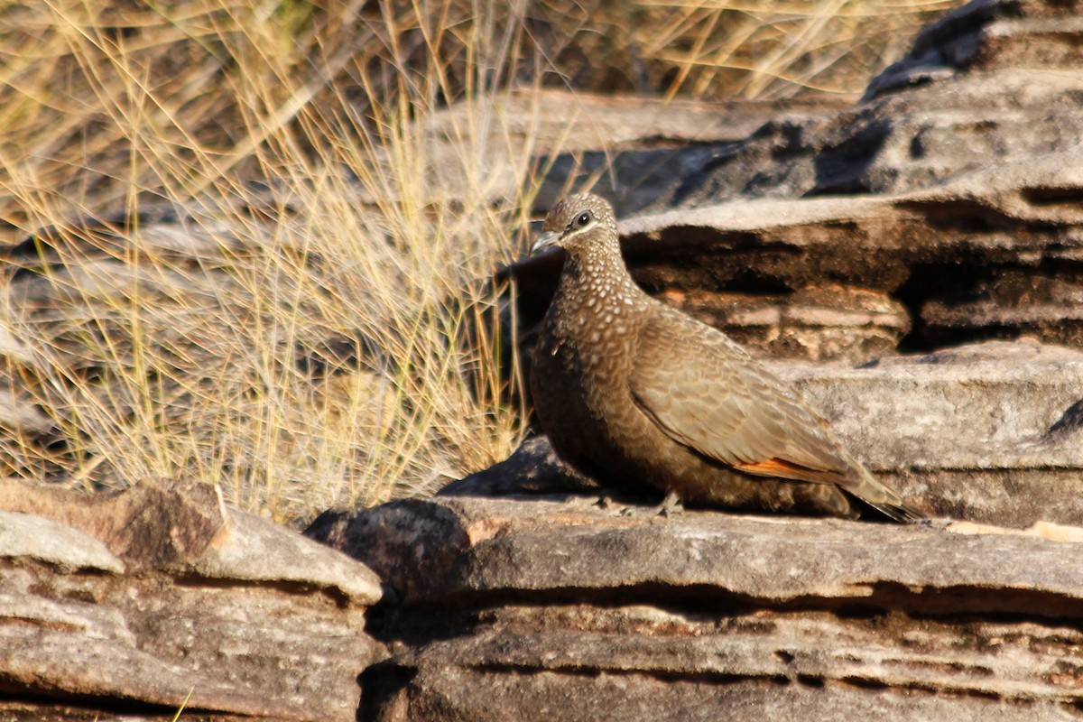 Chestnut-quilled Rock-Pigeon - ML624957130