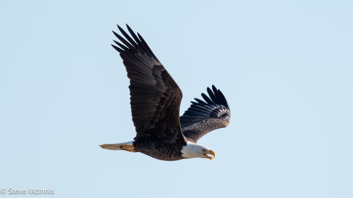 Bald Eagle - ML624957223