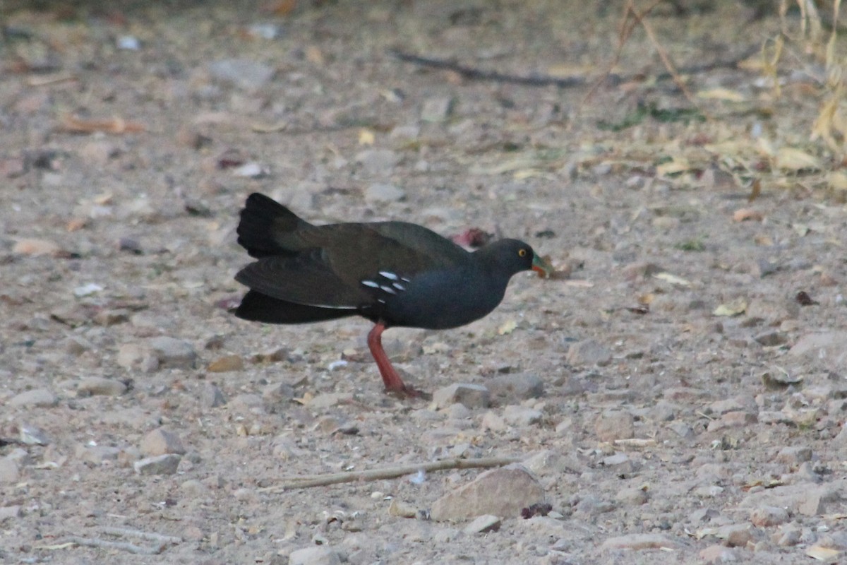 Black-tailed Nativehen - ML624957224