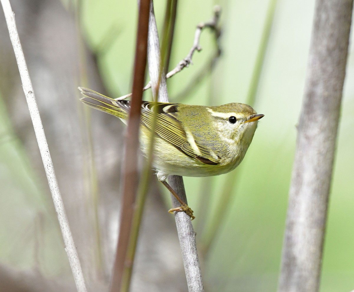 Yellow-browed Warbler - ML624957290