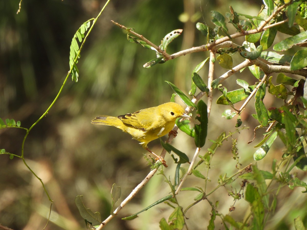 Northern Yellow Warbler - ML624957360
