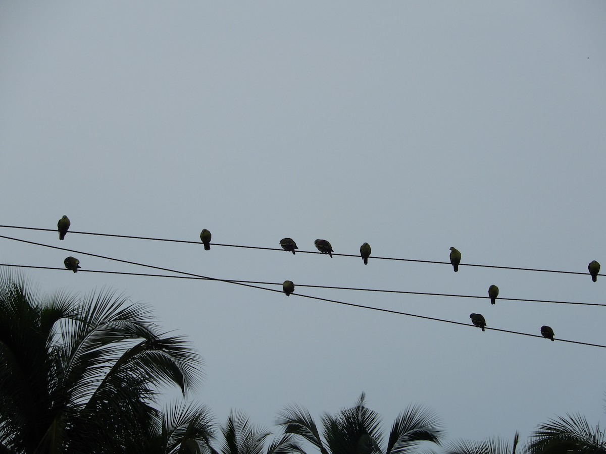 Gray-fronted Green-Pigeon - Ankush Sahani