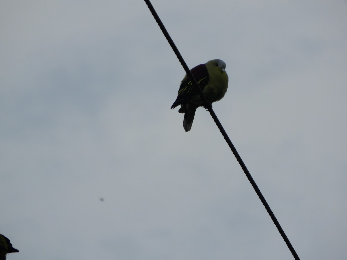 Gray-fronted Green-Pigeon - ML624957388