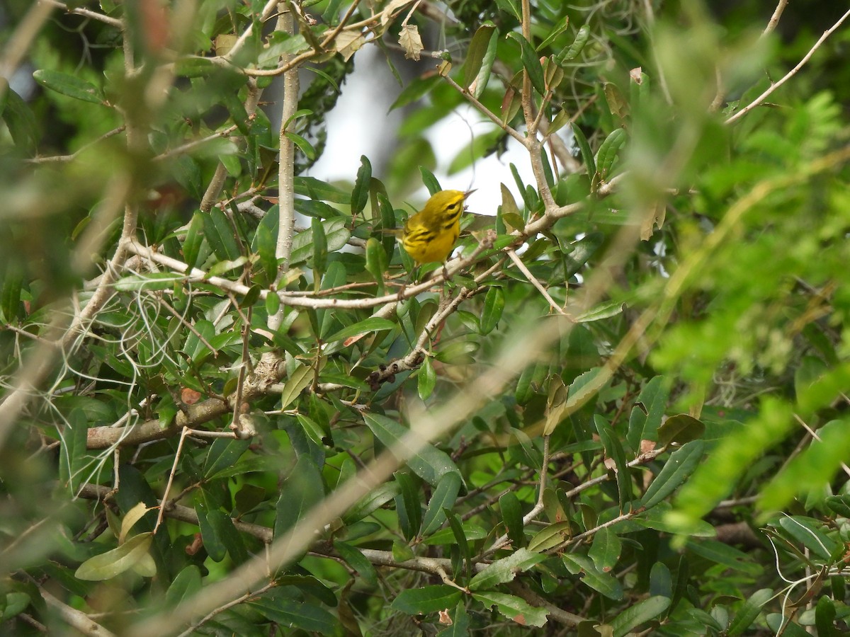 Prairie Warbler - ML624957392