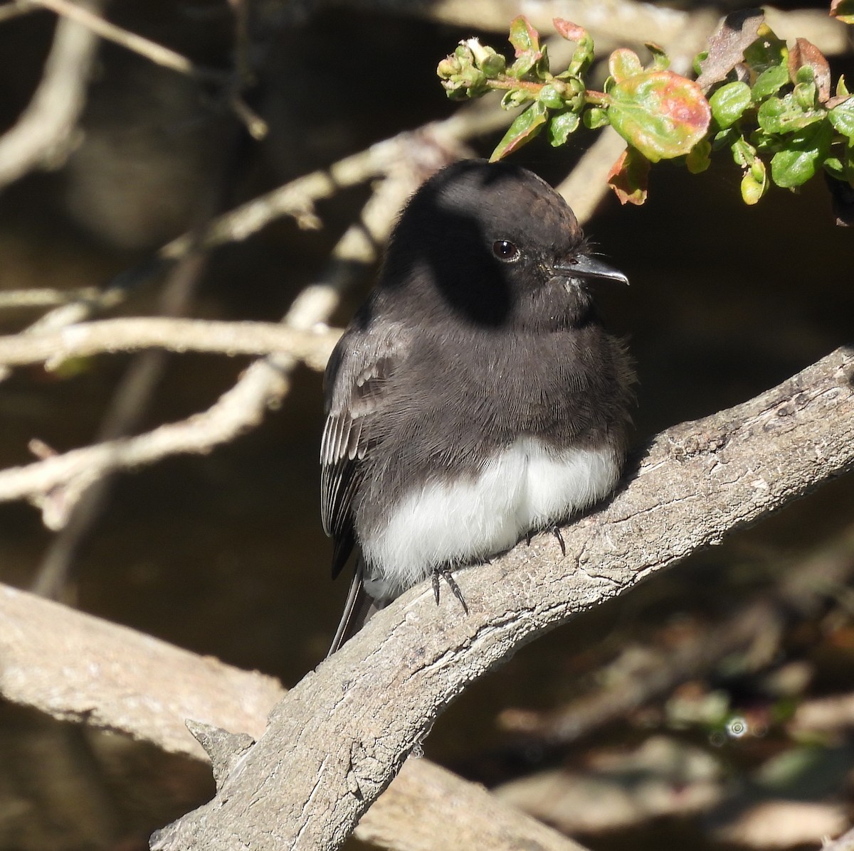 Black Phoebe - ML624957538