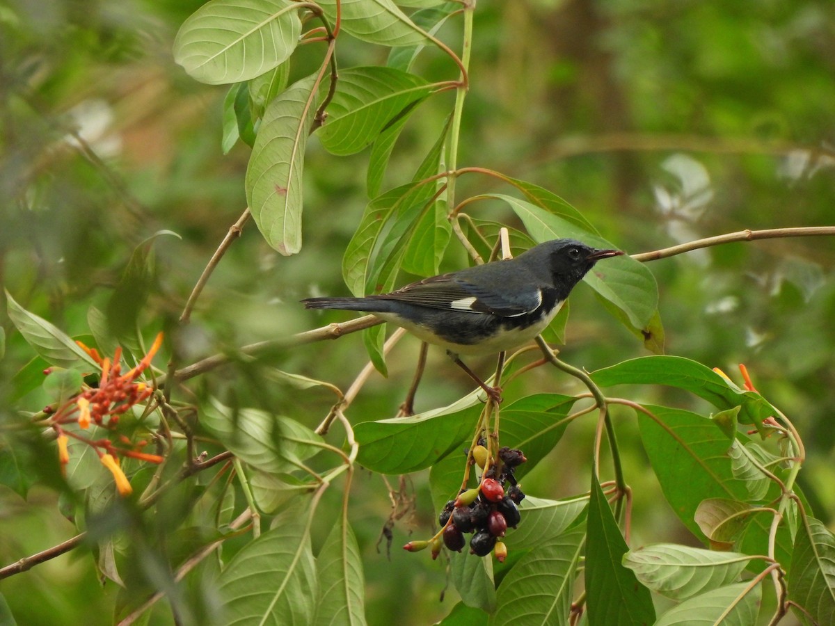 Black-throated Blue Warbler - ML624957560