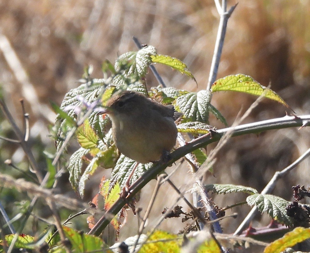 Marsh Wren - ML624957563